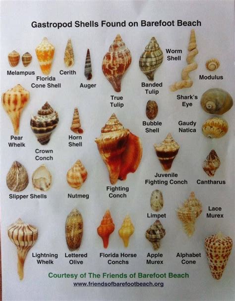 Seashells of cape canaveral florida identification guide mounting kit beach. - Conservación manejo de la fauna silvestre en latinoam\america.